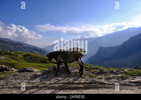 A gray wild horse grazes on the edge of the road high in the mountains against a background of blue sky, green meadows and mountains in the sunlight. Stock Photo