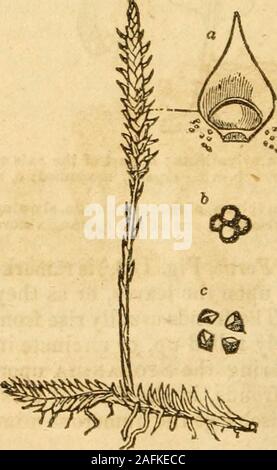 . The Botanical Class-Book and Flora of Pennsylvania. 130. 131.. Stock Photo