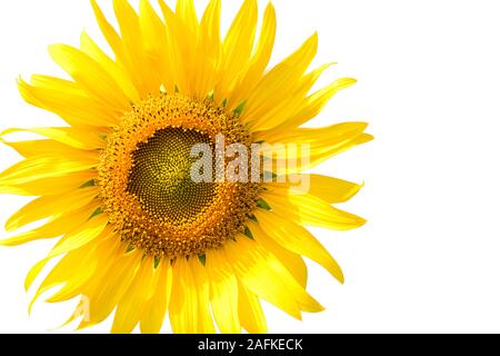 Beautiful sunflower isolated on white background Stock Photo