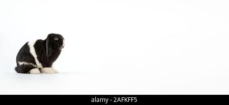 Studio Portrait Of Miniature Black And White Flop Eared Rabbit Sitting On White Background Stock Photo