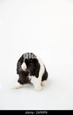 Studio Portrait Of Miniature Black And White Flop Eared Rabbit Sitting On White Background Stock Photo