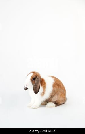 Studio Portrait Of Miniature Brown And White Flop Eared Rabbit Sitting On White Background Stock Photo