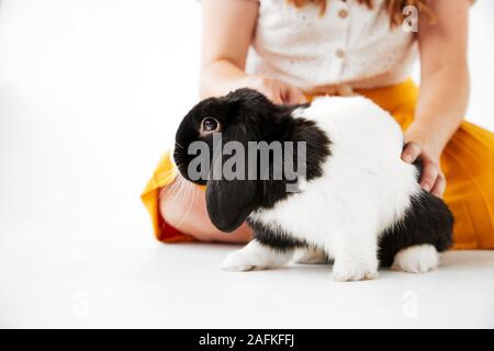 Close Up Of Child Stroking Miniature Black And White Flop Eared Rabbit On White Background Stock Photo