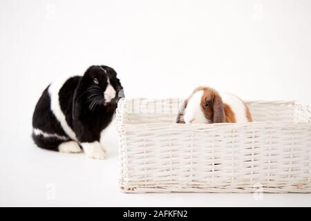 Studio Shot Of Two Miniature Flop Eared Rabbits Sitting In Basket Bed Together On White Background Stock Photo