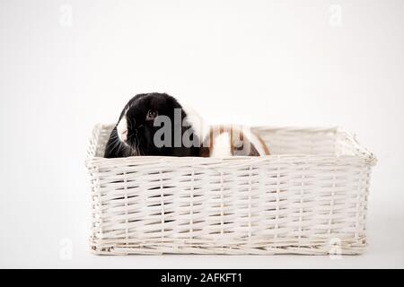 Studio Shot Of Two Miniature Flop Eared Rabbits Sitting In Basket Bed Together On White Background Stock Photo