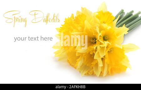 Daffodils With Copy Space Isolated On White Stock Photo