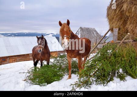Beautiful tranquil rural scene with two horses in a snowy winter day Stock Photo