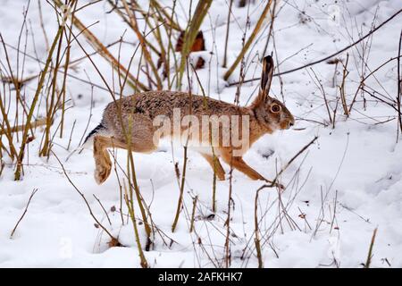 The European hare (Lepus europaeus) running on the winter forest Stock Photo