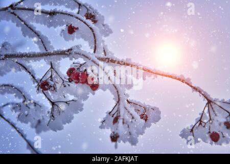 Snow covered red Viburnum berries on a branch and sun shines through branches Stock Photo