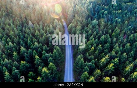 Top view of dark green forest landscape in winter. Aerial nature scene of pine trees and asphalt road. Countryside path trough coniferous wood form ab Stock Photo