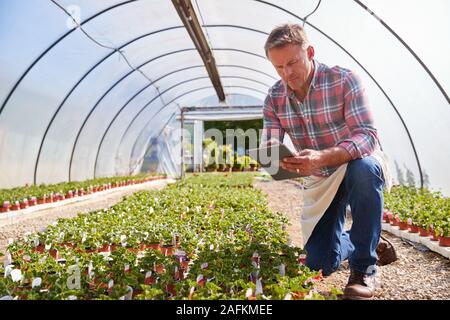 Mature Man Working In Garden Center Greenhouse Holding Digital Tablet And Checking Plants Stock Photo