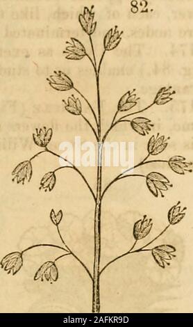 . The Botanical Class-Book and Flora of Pennsylvania. 172. Of the Centrifugal inflorescence, the following ar*•he principal varieties : the cyme, fascicle, and vertical.83. 84. Stock Photo