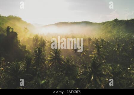 Aerial nature landscape tropical forest with palm tree and fog at sunrise