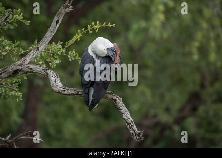 African fish eagle standing and grooming in a branch with natural background in Kruger National park, South Africa ; Specie Haliaeetus vocifer family Stock Photo
