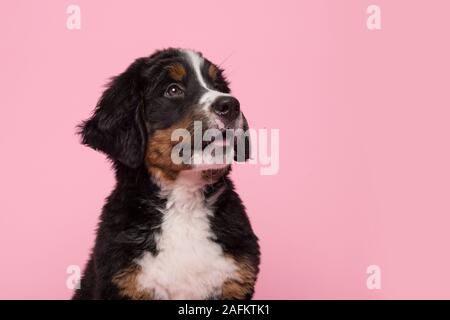 Portrait of a cute bernese mountain dog puppy looking up on a pink background Stock Photo