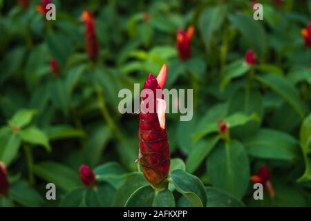 Red button ginger close up pollen with green and dark background wallpaper Stock Photo