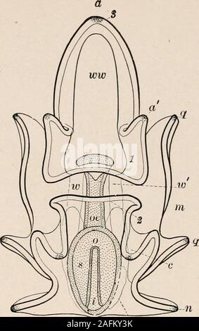 . Introduction to zoology; a guide to the study of animals, for the use of secondary schools;. om FIG. 17ti. FIG. 177.