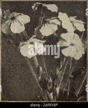 . Dreer's garden book 1915. oz., 15 cts 5 1021 1031. Agrostemma Cokonakia. HOW TO GROW FLOWERS FROM SEED. Thii subject is fully covered by the articles on pages 48 and 49. (60) Stock Photo