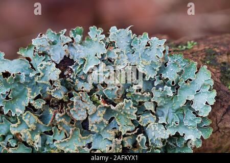 Close-up of a foliose lichen, possibly Hammered shield lichen Stock Photo