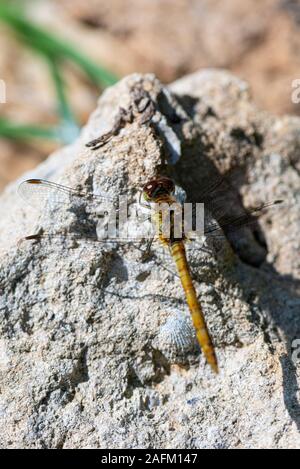 A female common darter dragonfly (Sympetrum striolatum) on a stone Stock Photo