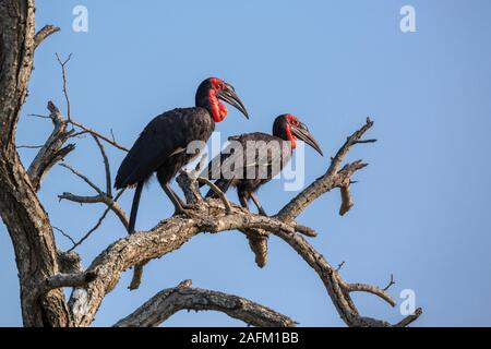 Southern Ground Hornbill couple perched in dead tree in Kruger National park, South Africa ; Specie Bucorvus leadbeateri family of Bucerotidae Stock Photo