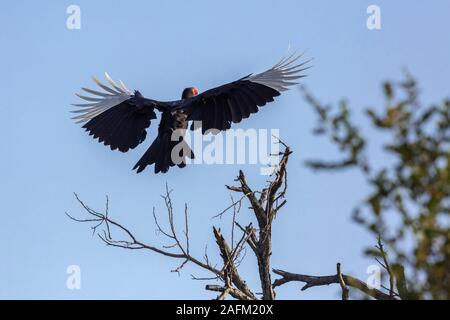 Southern Ground Hornbill flying isolated in blue sky in Kruger National park, South Africa ; Specie Bucorvus leadbeateri family of Bucerotidae Stock Photo