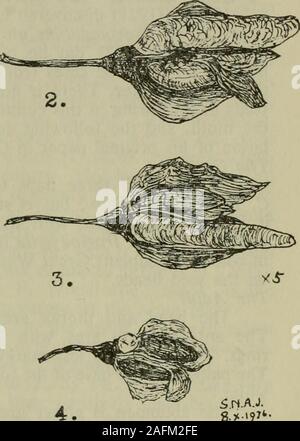 . The Entomologist's record and journal of variation. S.MAJ. 1. Coleophora hydrolapathellaFig. 1. Case in situ (nat. size). Fig. 2. Case, lateral view (x 5). Fig. 3.Case, dorsal view (x 5). Fig. 4. Seed left by larva after feeding (x 5).Reference to the description of the type showed that thecase-bearing larva feeds on Great Water Dock, Rumex hydro-lapathum Huds. In July 1976, Mr. Michael Chalmers-Huntinvestigated plants of R. hydrolapathum at Hickling, and bytapping stems at dusk several further specimens were takenand a number of others seen. It was evident that not everyplant was being used Stock Photo
