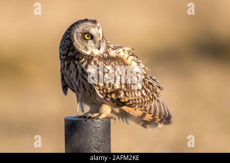 Short Eared Owl Perched Stock Photo