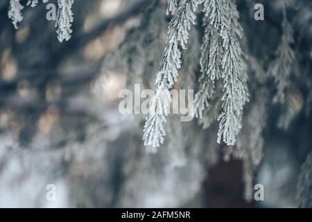 Branches of blue spruce is covered with frost Stock Photo