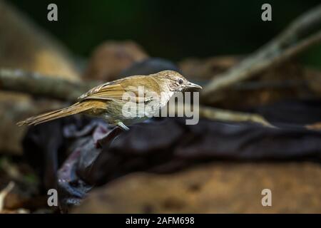 Lesser Swamp-Warbler in Kruger National park, South Africa ; Specie Acrocephalus gracilirostris family of Acrocephalidae Stock Photo