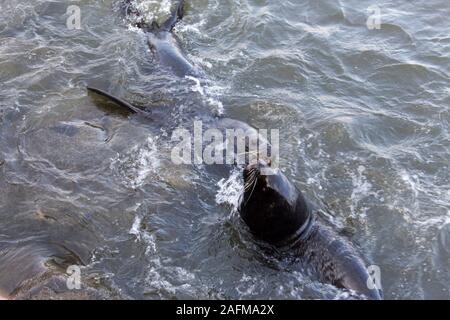 a couple of sea lions fighting in the sea, Chile Stock Photo