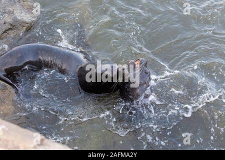 a couple of sea lions fighting in the sea, Chile Stock Photo