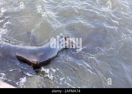 a couple of sea lions fighting in the sea, Chile Stock Photo