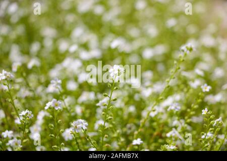 Galium odoratum, flowering herbs, field of herbs. Out of focus Stock Photo