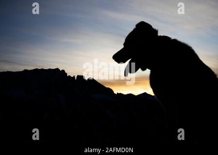 A husky dog mix in the Bitterroot Mountains, Montana. Stock Photo