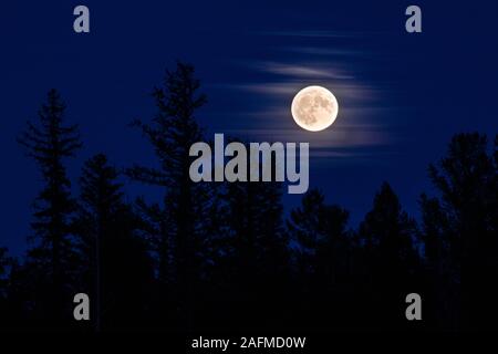 A full Moon Rises over a forest in the Bitterroot Mountains Stock Photo