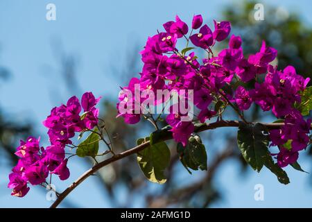purple or magenta Bougainvillea flowers on an arched branch against a blue sky in Winter in South Africa closeup Stock Photo