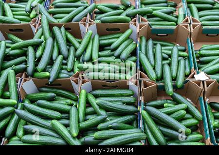 Green cucumbers on shelf in supermarket. Organic eating. Agriculture retailer. Farmer's food. Stock Photo