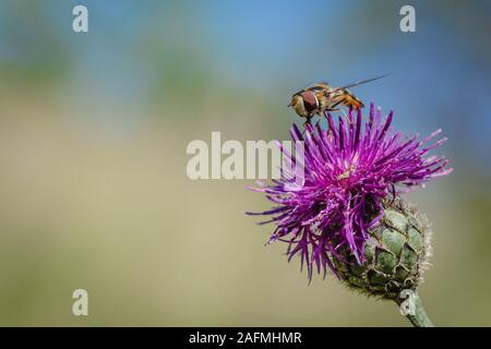 Small insect, a pied hoverfly, sitting on purple knapweed flower on a summer sunny day. Blue sky and green grass in the background. Space for text. Stock Photo