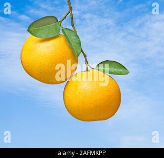 Two grapefruits on branch Stock Photo