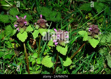 Lamium purpureum (red dead-nettle) is native to Europe and Asia growing in meadows, forest edges, roadsides and gardens. Stock Photo