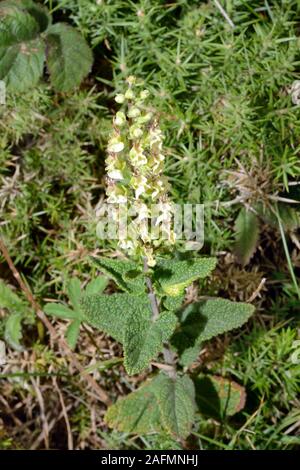 Teucrium scorodonia (wood sage) is native to Western Europe and Tunisia in woodland and acid heaths. Stock Photo