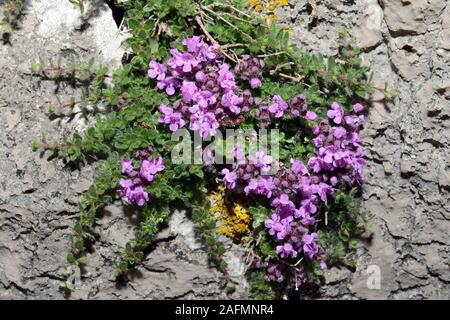 Thymus polytrichus (wild thyme) is widely distributed in Europe and common where it occurs in dry grassland, heaths and dunes. Stock Photo