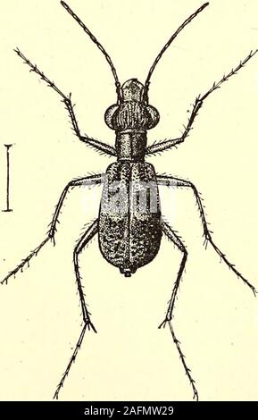 . Coleoptera : general introduction and Cicindelidae and Paussidae. , and there is more pubescence on the underside. Length 10-11^ millim. Bombay : Kanara (Bell, in June). 117. Cicindela indica, Fletit. Cicindela indica, Fleutiaux, Ann. Soc. Ent. France, 1893, p. 484. A small black species with veryslight aeneous reflections ; labrumdark, large; antennae more or lesspitchy at base; head short, broad,with very prominent eyes, stronglyand rugosely sculptured and notstriate ; pronotum longer than broad,subcylindrical, with the sides slightlyrounded, not strongly constricted infront and behind, ro Stock Photo