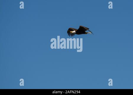 Bald eagle flying with plain blue background Stock Photo
