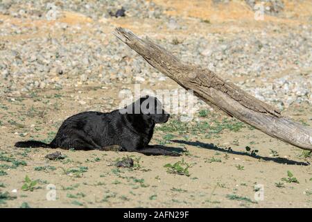 Black labrador dog laying down on grass Stock Photo