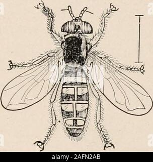 . Introduction to zoology; a guide to the study of animals, for the use of secondary schools;. FIG. 63.— Glossina morixtans, the tsetse-fly.From the Standard Natural History. FIG. Gi. — Syrphus.Packard. From effect of the bite of this fly is due to a parasite introducedby it into the body of the victim. Another destructive family includes the bot-flies (CEstii-dte1), which have a general resemblance to honey-bees orbumblebees. Their larvae are parasitic in mammals. Ofthis family the bot-fly of the horse, Grastropkilus 2 equif isthe most generally known. These flies hover about thelegs of horse Stock Photo