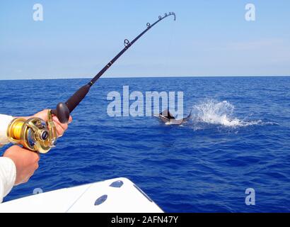 Model Released Photo.  Sailfish/marlin jumping while being caught while offshore fishing in the Atlantic Ocean off of Stuart, Florida. Stock Photo