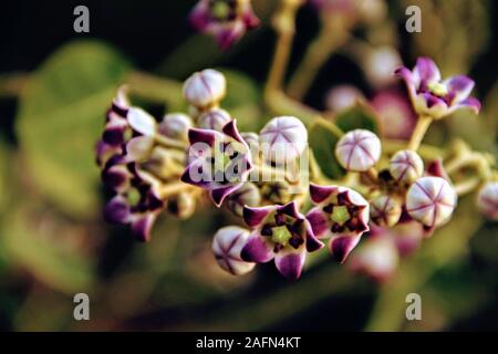 Calotropis Gigantea (crown flower) They are commonly known as milkweeds because of the latex they produce. Commonly found in Telangana, India. Stock Photo