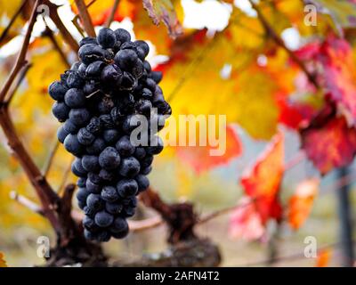 Red wine grapes ready for harvest (vindima) in Douro Portugal Stock Photo